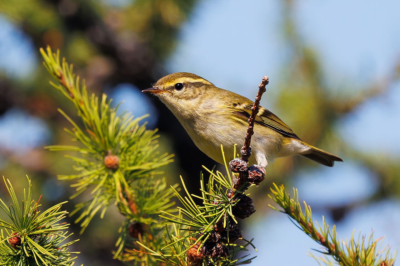 Bladkoning (Phylloscopus inornatus)