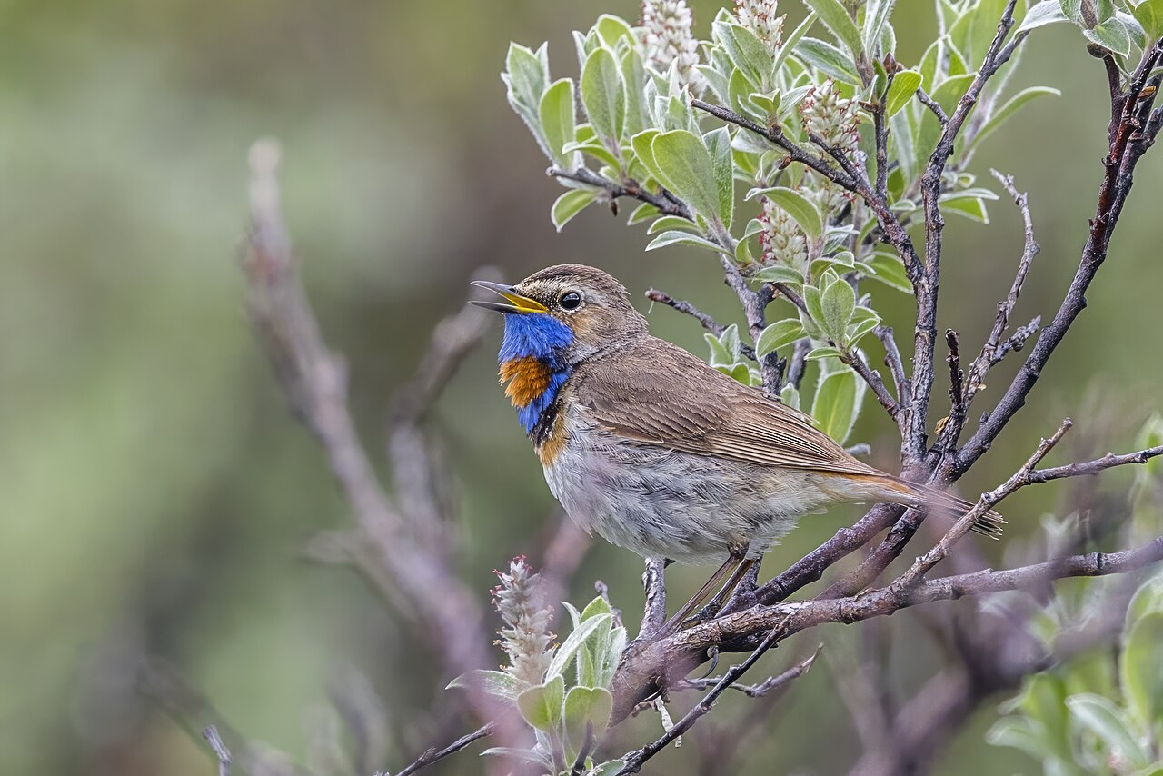 Blauwborst, ondersoort svecica, roodgesterde blauwborst