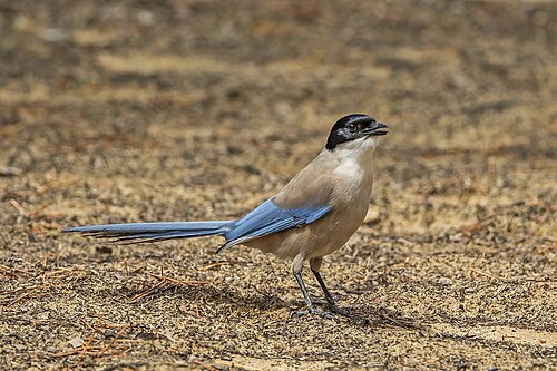 Blauelster (Cyanopica cooki)