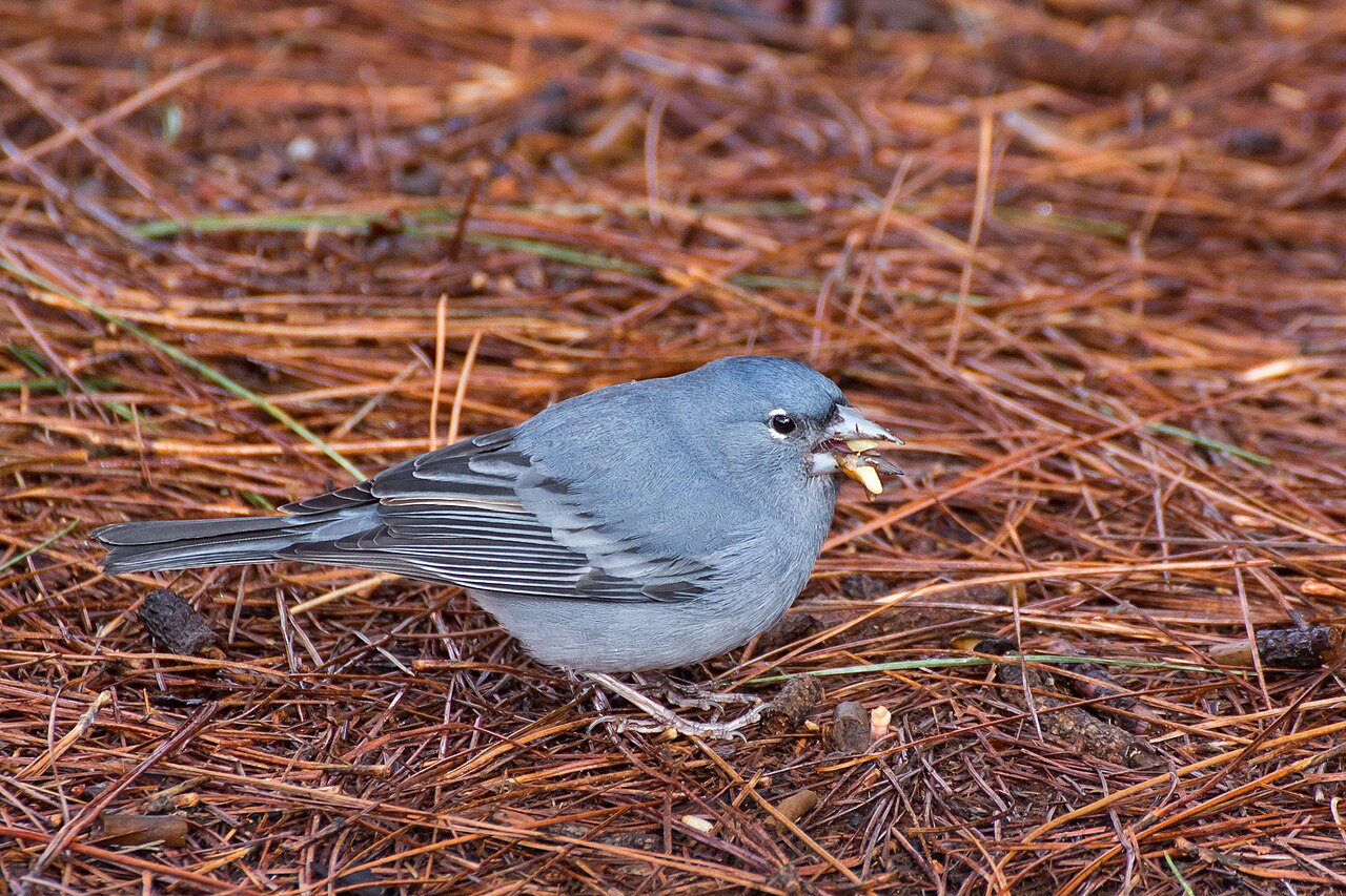 Blauwe vink (Fringilla teydea)