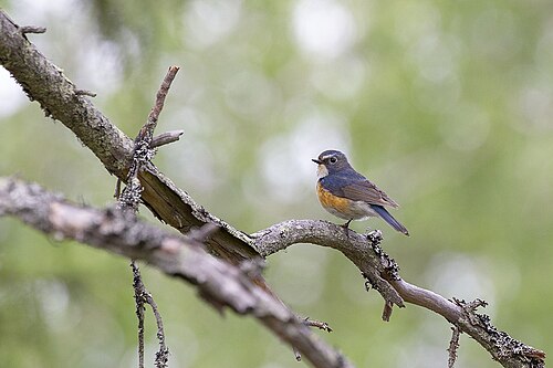 Blauschwanz (Tarsiger cyanurus)