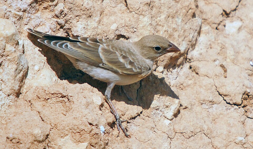 Bleke rotsmus (Carpospiza brachydactyla)