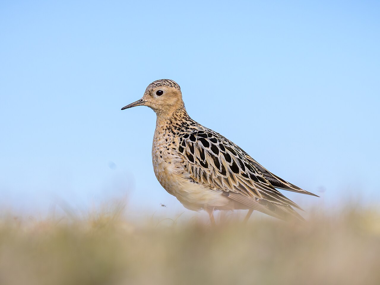 Blonde ruiter (Calidris subruficollis)