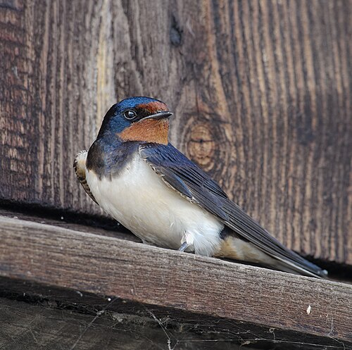 Rauchschwalbe (Hirundo rustica)
