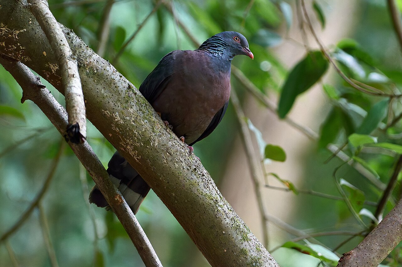 Bolles laurierduif (Columba bollii)