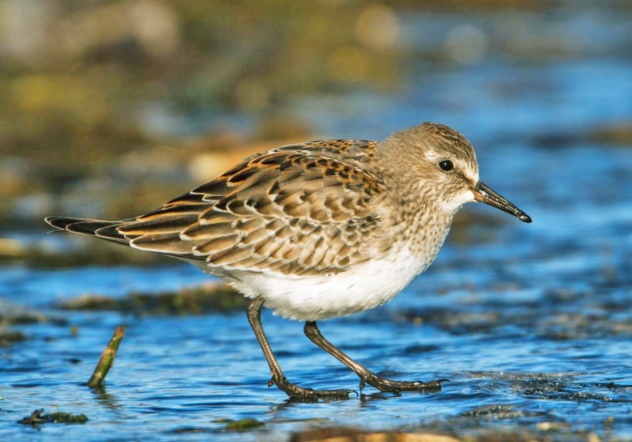 Bonapartes strandloper (Calidris fuscicollis)