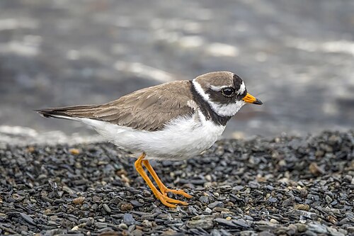 Sandregenpfeifer (Charadrius hiaticula)