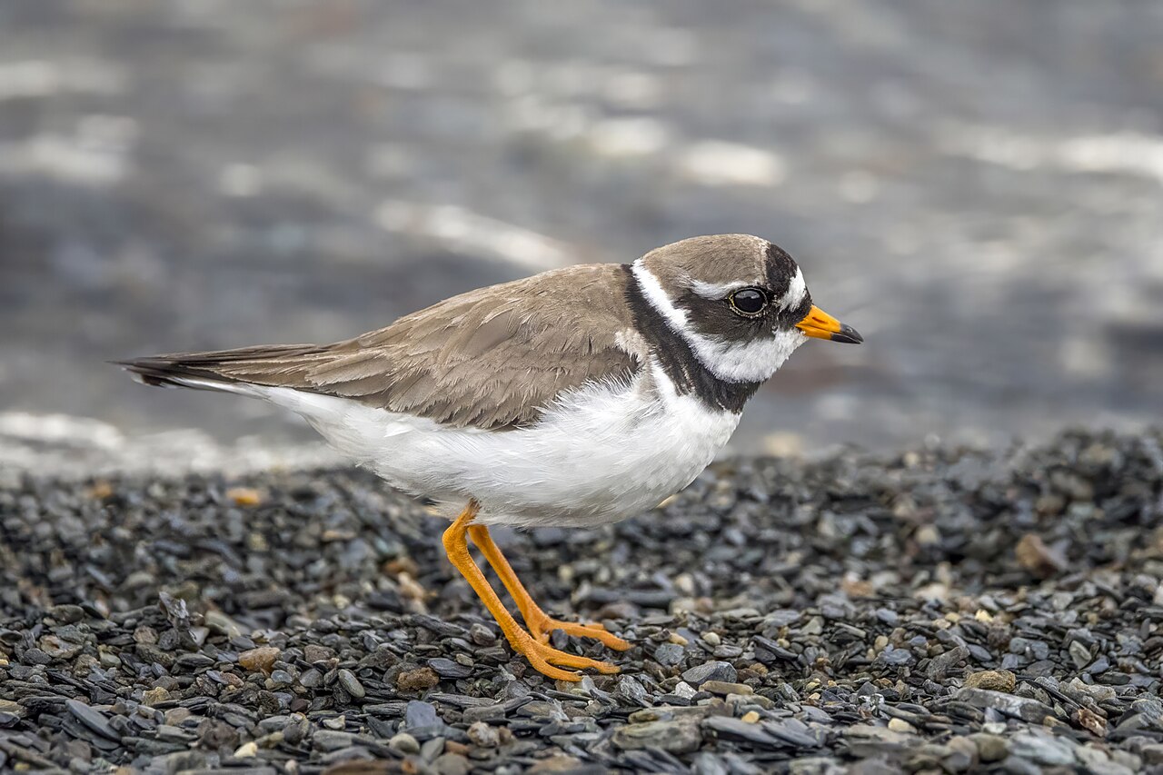 Bontbekplevier (Charadrius hiaticula)