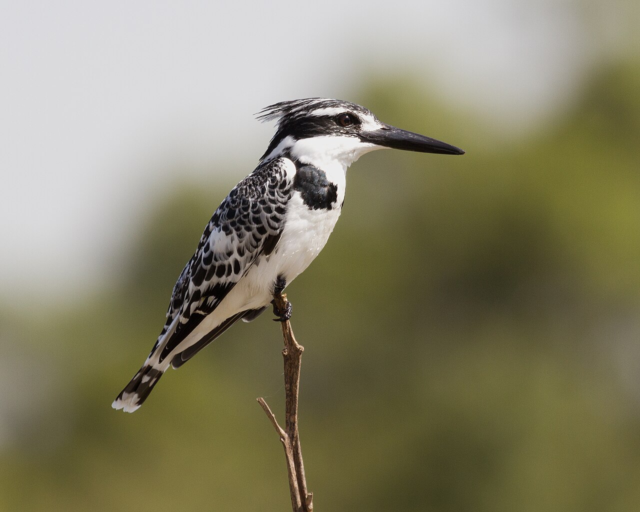 Bonte ijsvogel (Ceryle rudis)