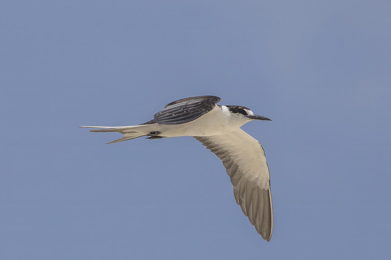 Bonte stern (Onychoprion fuscatus)