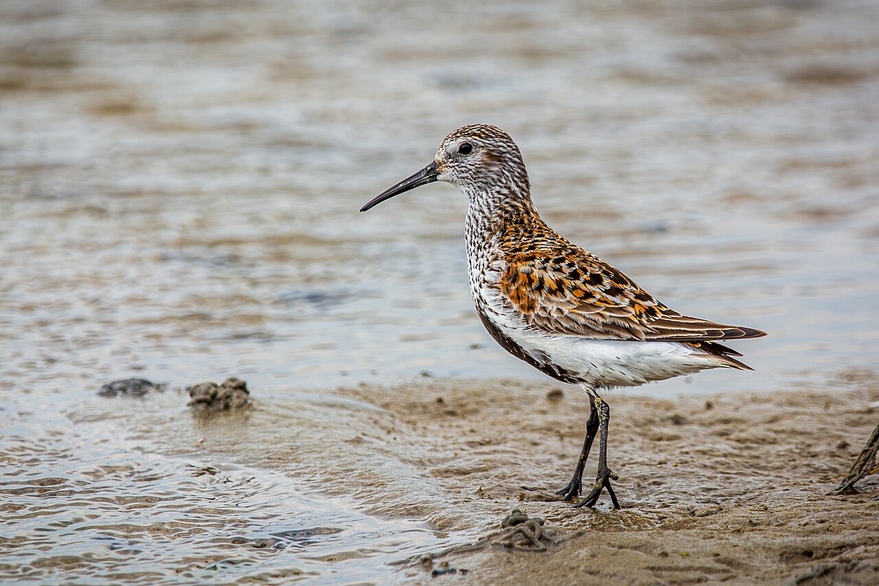 Bonte strandloper (Calidris alpina)