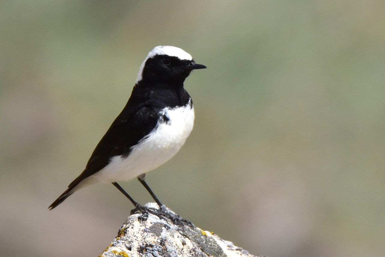 Bonte tapuit (Oenanthe pleschanka)