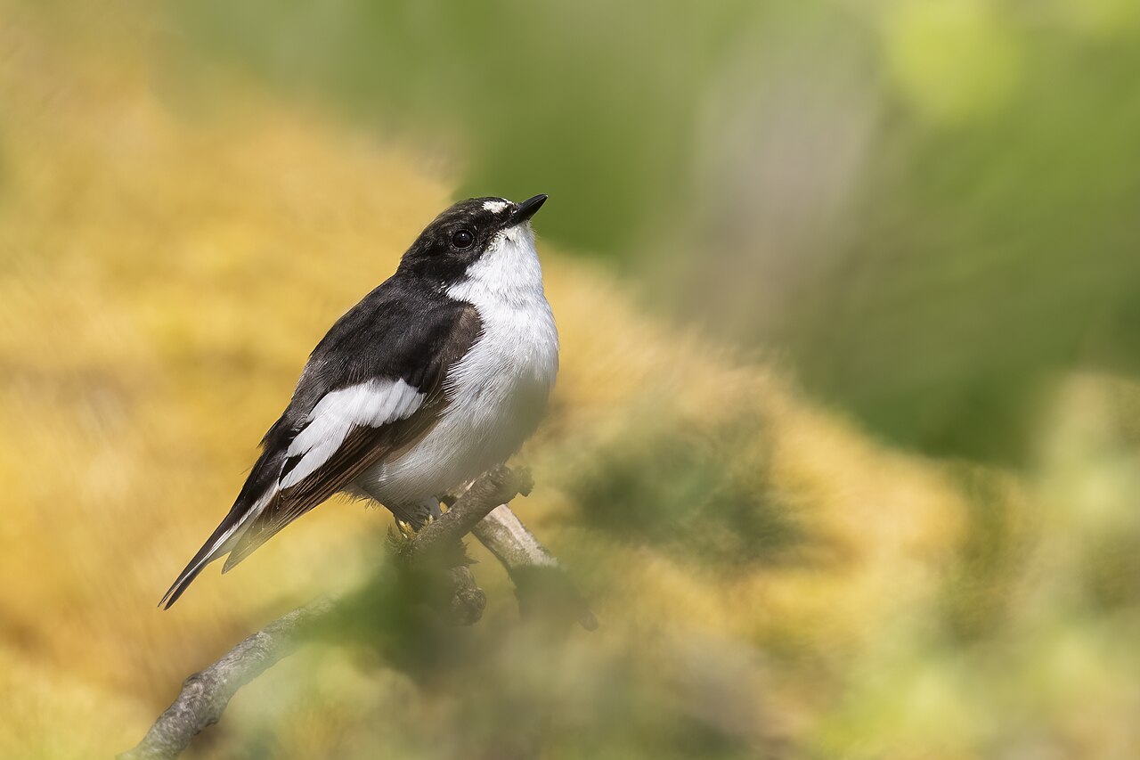 Bonte vliegenvanger (Ficedula hypoleuca)