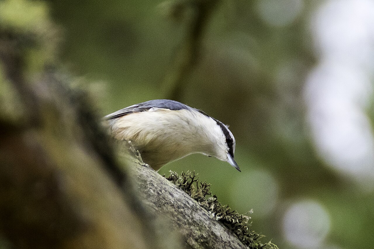 Boomklever, ondersoort europaea, noordse boomklever
