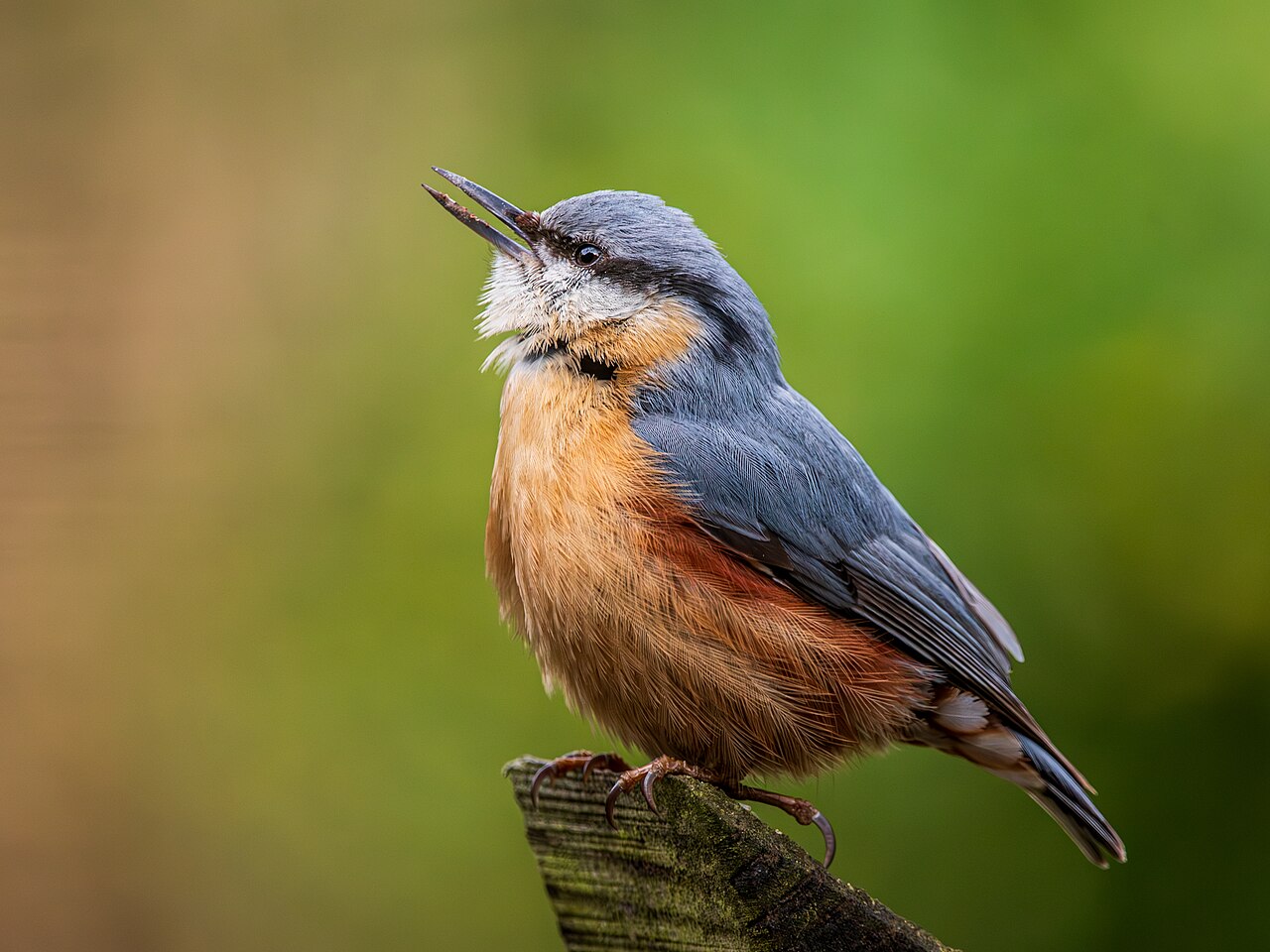 Boomklever, ondersoort caesia, west-europese boomklever