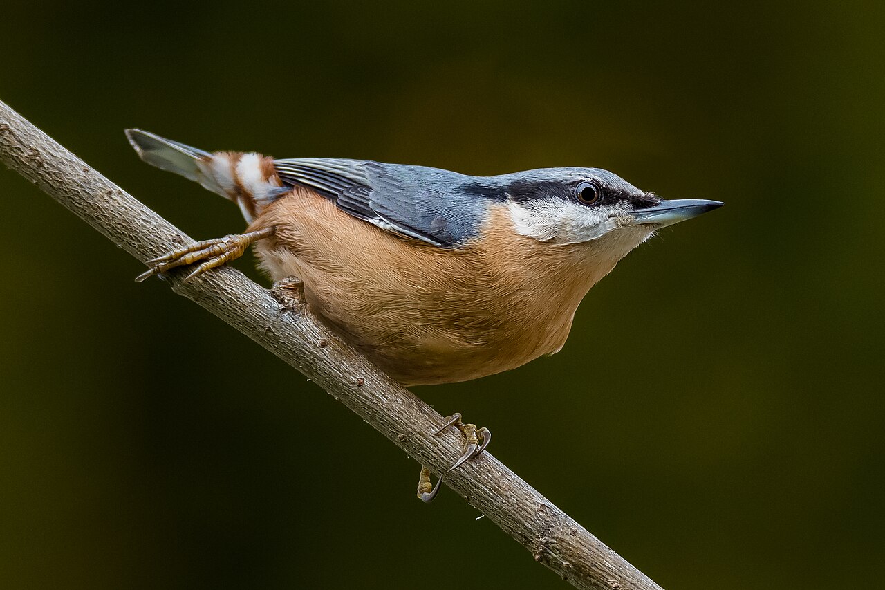 Boomklever (Sitta europaea)