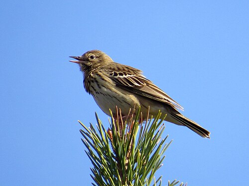 Baumpieper (Anthus trivialis)