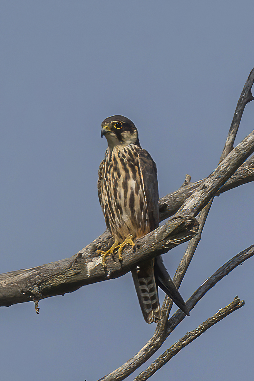 Boomvalk (Falco subbuteo)
