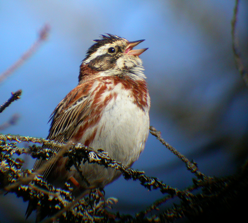 Waldammer (Emberiza rustica)