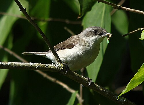 Klappergrasmücke (Curruca curruca)