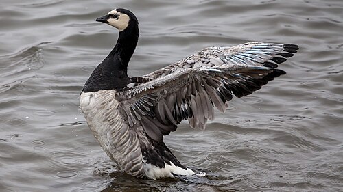 Weißwangengans (Branta leucopsis)