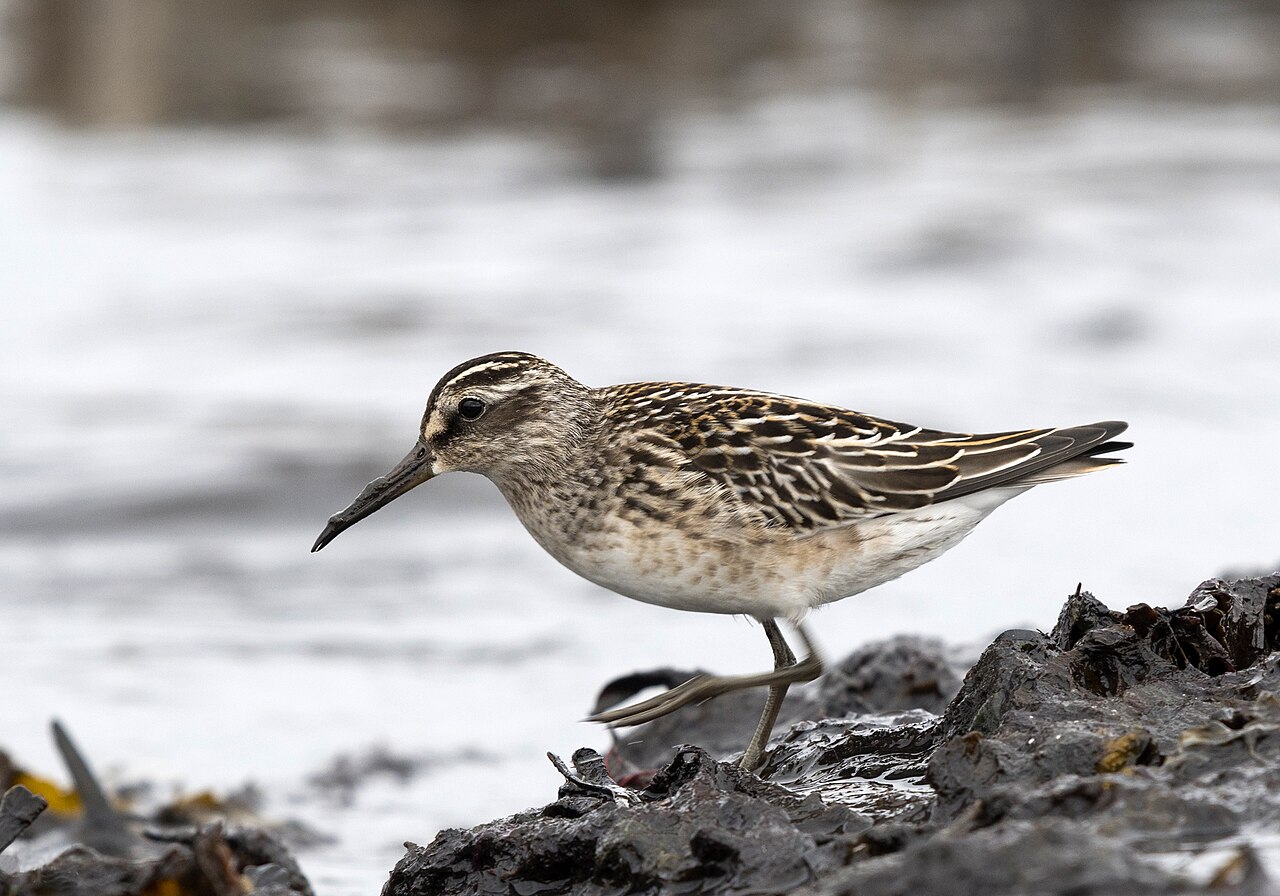 Breedbekstrandloper (Calidris falcinellus)