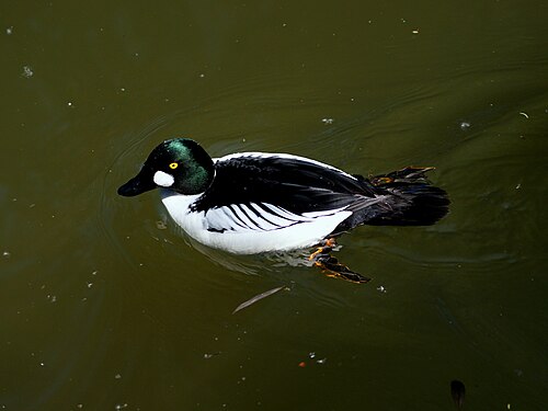 Schellente (Bucephala clangula)