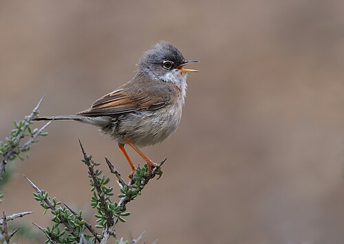 Brillengrasmücke (Curruca conspicillata)