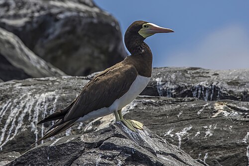 Weißbauchtölpel (Sula leucogaster)