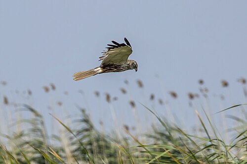 Rohrweihe (Circus aeruginosus)
