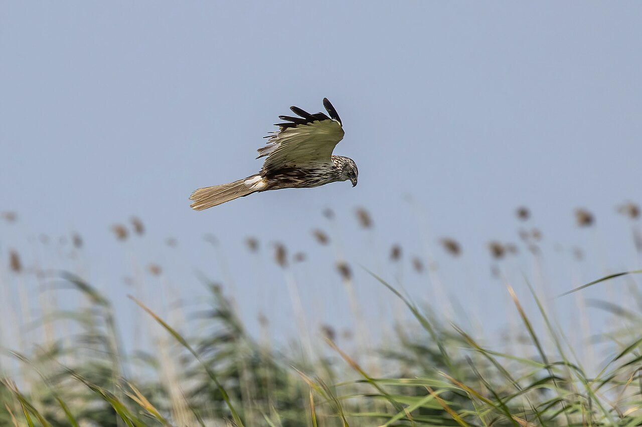 Bruine kiekendief (Circus aeruginosus)