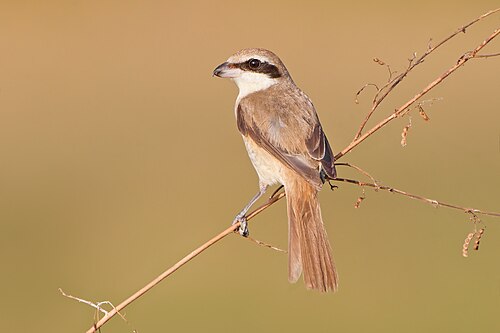 Braunwürger (Lanius cristatus)