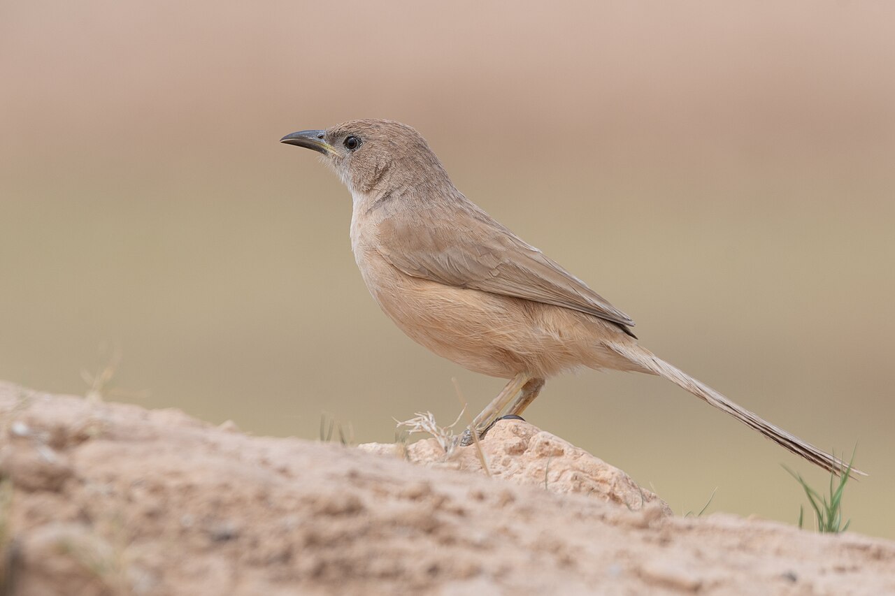 Bruingele babbelaar (Argya fulva)