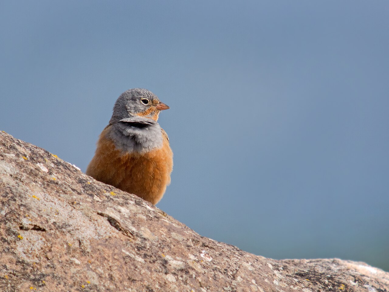 Bruinkeelortolaan (Emberiza caesia)
