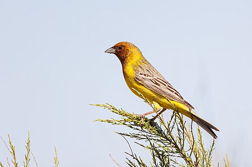 Braunkopfammer (Emberiza bruniceps)
