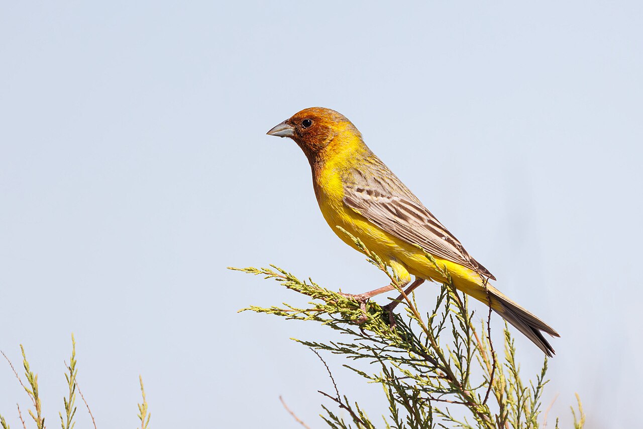 Bruinkopgors (Emberiza bruniceps)