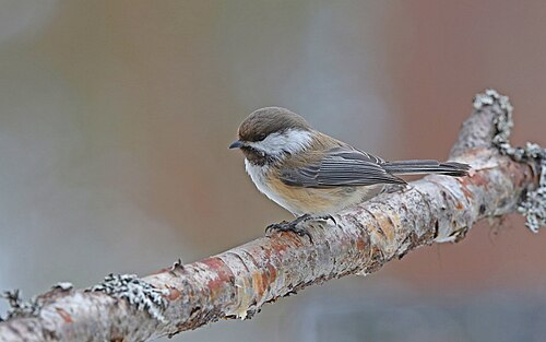 Lapplandmeise (Poecile cinctus)
