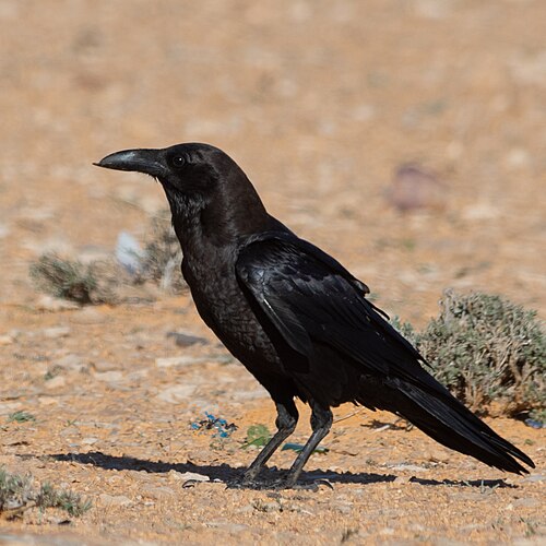 Wüstenrabe (Corvus ruficollis)