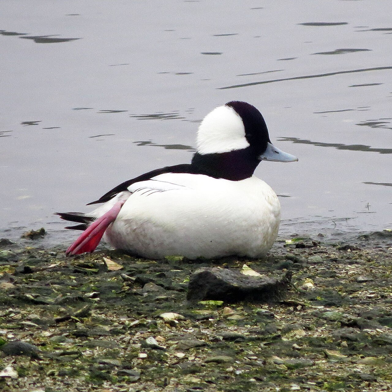 Buffelkopeend (Bucephala albeola)