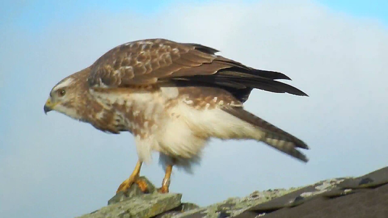 Buizerd, zeer licht gekleurde vogel