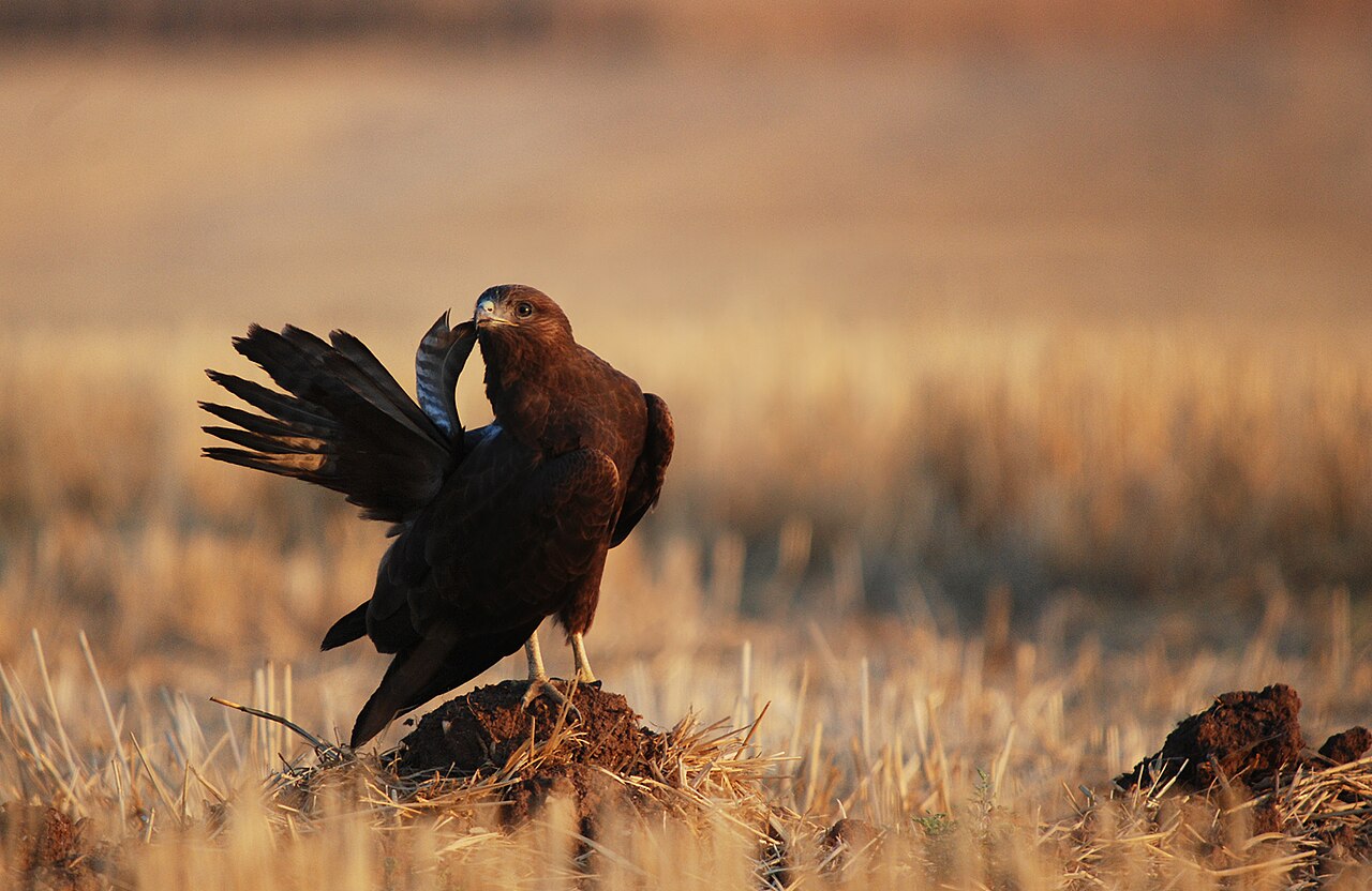 Buizerd, zeer donker gekleurde vogel