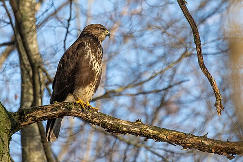 Mäusebussard (Buteo buteo)