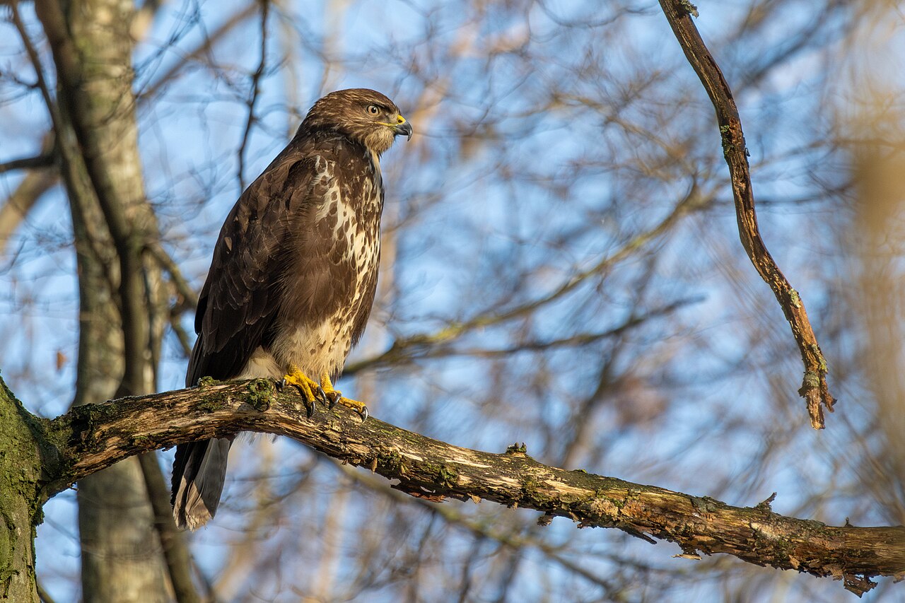 Buizerd (Buteo buteo)