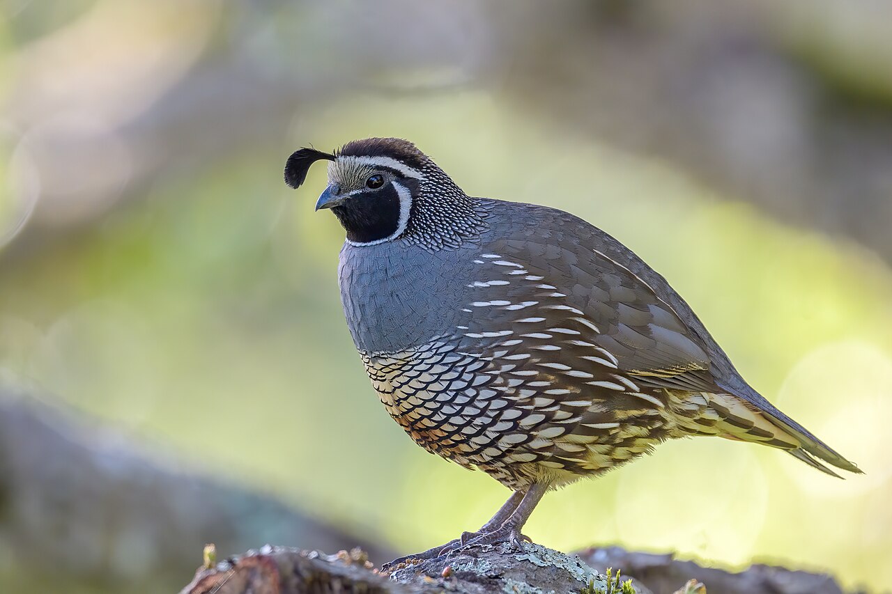 Californische kuifkwartel (Callipepla californica)