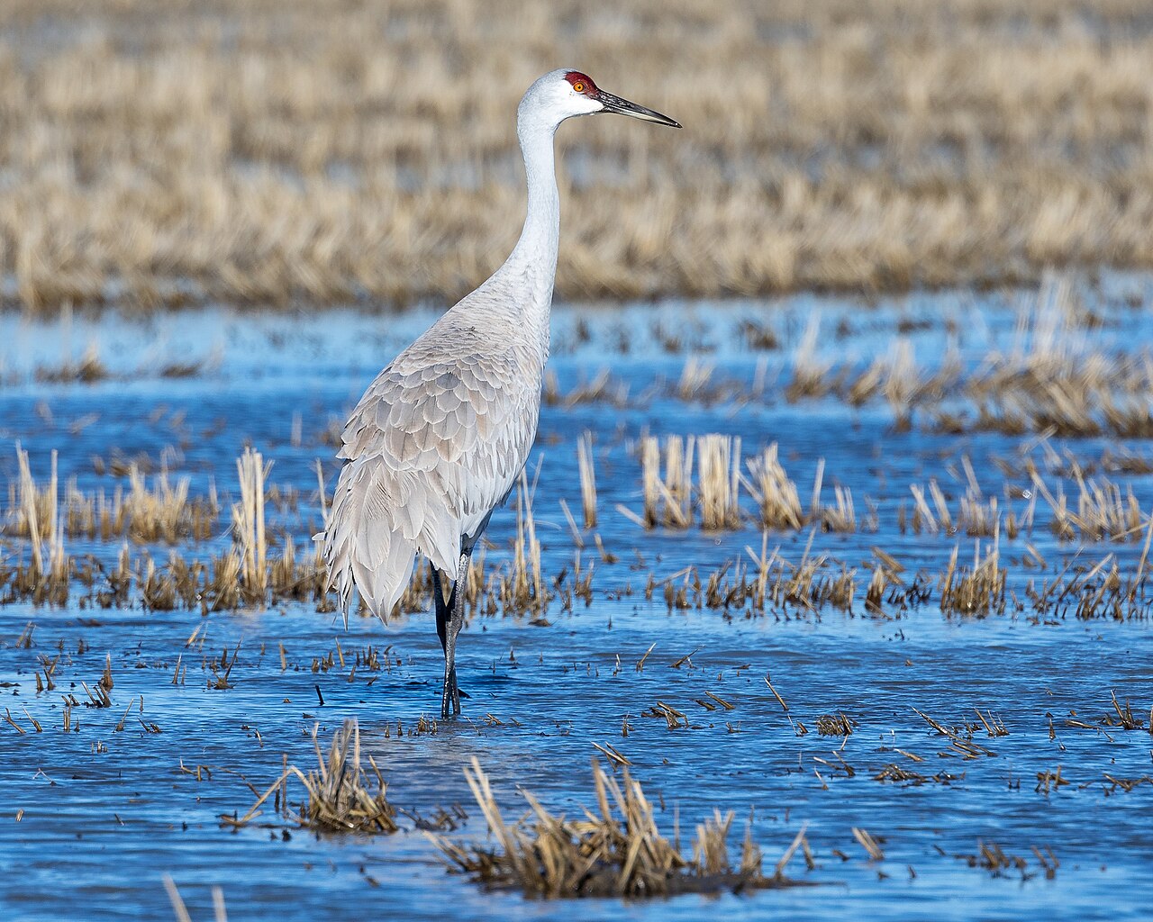 Canadese kraanvogel (Antigone canadensis)
