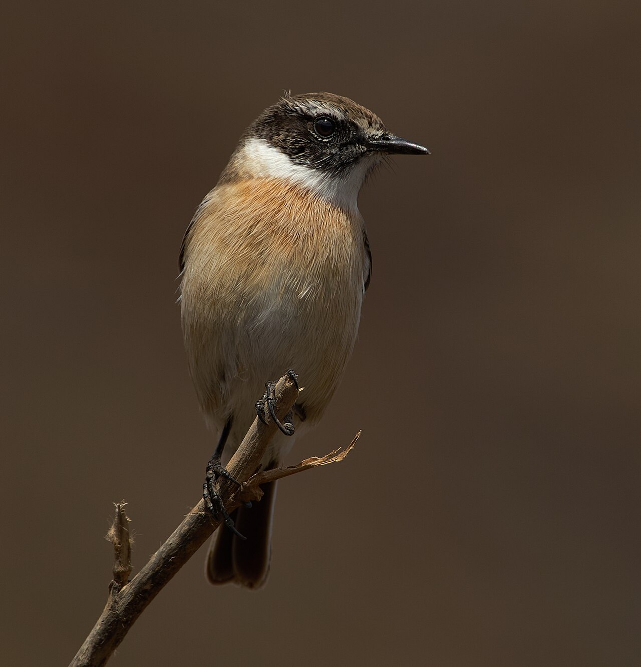Canarische roodborsttapuit (Saxicola dacotiae)