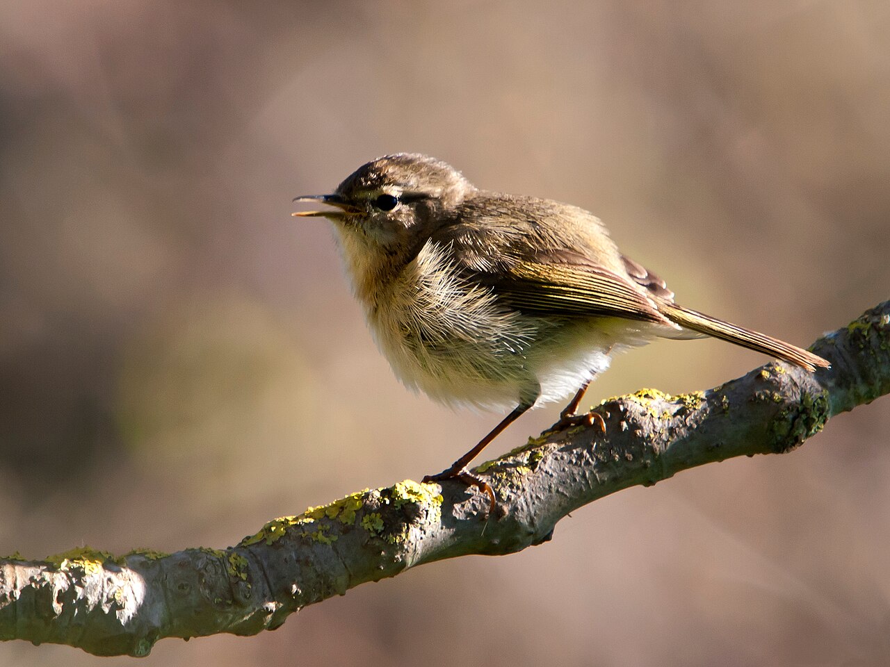 Canarische tjiftjaf (Phylloscopus canariensis)