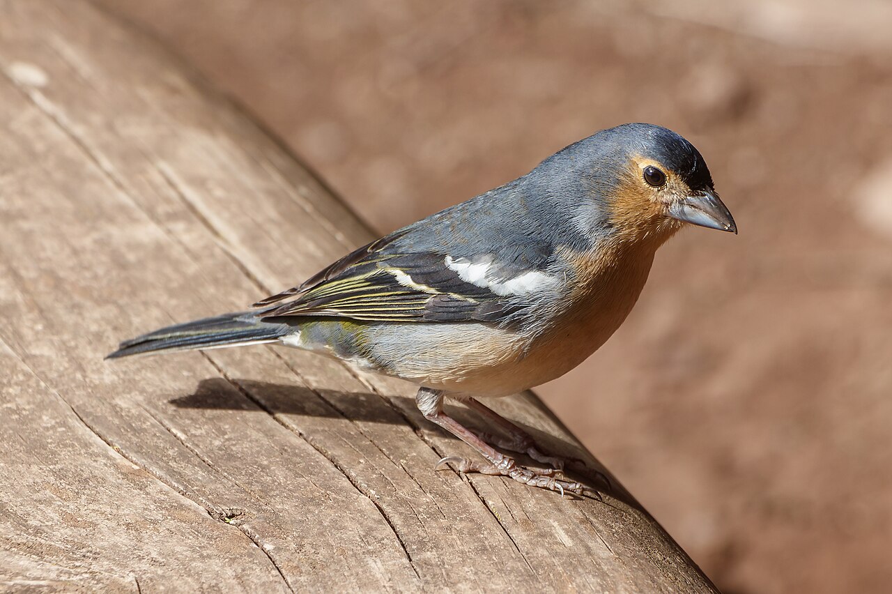 Canarische vink (Fringilla canariensis)