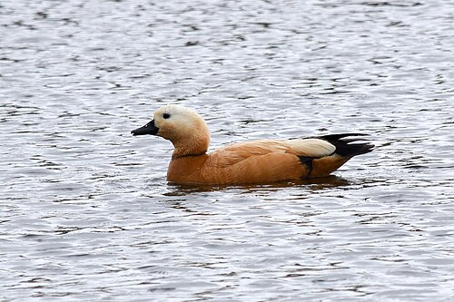 Rostgans (Tadorna ferruginea)