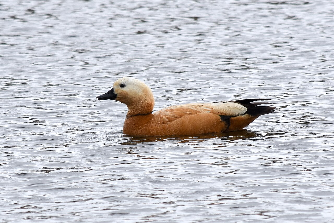 Casarca (Tadorna ferruginea)